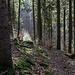 Der Pfad westlich des Waldgasthaus Scherrhof runter zum Eberbach.