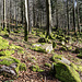 Nun in den Wald hinein. Einer dieser sonnenbeschienenen Moosfelsen lädt mich zum Verweilen und Veschpern ein.
