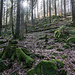 Das Unterholz am Bach wird dichter, ich wende mich deswegen ab und stapfe diesen Waldhang rechts (weiter weglos) herauf. 
