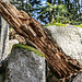 Schöne Stillleben kann man immer zwischen den Felsen entdecken. Mal mit totem Holz ...