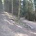 Etwas ungemütliche breite Waldwege, die Spuren von vorherigen Holztransporten zeigen, führen weiter hinauf.