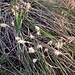 Carex humilis Leyss.<br />Cyperaceae<br /><br />Carice minore<br />Laîche humble <br />Niedrige Segge, Erd-Segge <br />