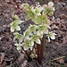 Helleborus niger L.<br />Ranunculaceae<br /><br />Elleboro bianco<br />Rose de Noël<br />Christrose, Schneerose