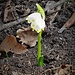 Leucojum vernum L.<br />Amaryllidaceae<br /><br />Campanelle comuni<br />Nivéole du printemps<br />Frühlings-Knotenblume, Märzenglöckchen, Grosses Schneeglöckchen 
