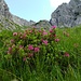 Almenrausch / Rosa alpina