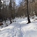 Verso la Bocchetta di Lierna 1250 mt