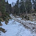 Nassschnee-Lawinenreste im Wald. Ansonsten nach dem Talgrund im Wald nur noch Schneereste