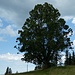 immer wieder beeindruckend, der stattliche Baum bei Hornbachegg NE-Gipfel