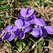 blumiges ...
