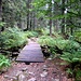 Schöner Waldwanderweg zum Kleinen Arber