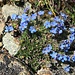 schönste himmelblaue Blümchen
