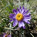 eine "strahlende" Aster ...