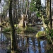 Holländischer Dschungel-Sumpf