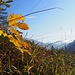 Herbstliche Wiese