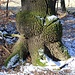 Baum mit Bauchansatz