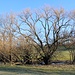 Alte Weide
