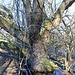 Alte Weide im Bachlauf