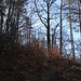 Einstieg in den Pfad durch die Herbergsleite