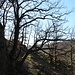 Pfad durch die Herbergsleite