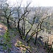 Pfad durch die Herbergsleite