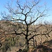 Kleinwüchsige Eiche