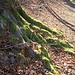 Grüner Fuß