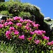 ... Alpenrosen ...