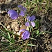 Viola odorata L.<br />Violaceae<br /><br />Viola mammola<br />Violette odorante<br />Wohlriechendes Veilchen 