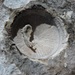 Ein fossiles Kleinod, diese Versteinerung 