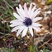 Auch ausserhalb des botanischen Gartens finden sich schöne Blümchen