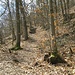 Hinter Gimmeldingen geht es im Wald aufwärts, auf der gesamten Tour auf schmalen Wegen.