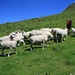 auch die Schafe folgen der Zuwendung suchenden Hündin zu [u Ursula] 