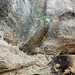 Näbdeflueh - Starkes Holz: Hält die ganze Felswand :-D Wer genau hinschaut sieht in der Mitte vom Bild einen Wasserfall.