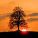 Im Rückblick ein wunderschöner Baum im Sonnenuntergang bei Farnerhubel.