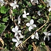 Viola odorata L.<br />Violaceae<br /><br />Viola mammola<br />Violette odorante<br />Wohlriechendes Veilche