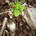 Helleborus viridis L.<br />Ranunculaceae<br /><br />Elleboro verde<br />Hellébore vert<br />Grüne Nieswurz 