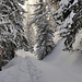 Bei der Bisse