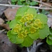 Eine Frühlingslichtblume blüht.