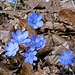 Leberblümchen in traumhaftem Blau.