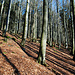 An der Westseite im Stiermoos