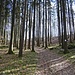 Dichter Fichtenwald beim Aufstieg zum Mühlberg.