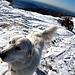 <b>Se tutti i cani da pastore fossero come Kira, la visita degli alpeggi in estate sarebbe sempre rilassante.</b>