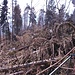 Il bosco devastato