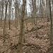 In einigen Serpentinen windet sich der Pfad durch den Buchenwald hinauf, der steiler ist als es hier aussieht.