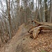 Wegpassage auf dem Wanderweg "Seegang" auf der Südseite der Waldhochfläche