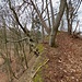 Lauschige Passage. Seit der Wald auf dem Bodanrück "aufgeräumt" wurde, bietet sich das Aufsuchen der Ränder der Hochfläche geradezu an.