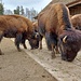 Auf einem 12 ha großen Weidegelände haben die Bisons genügend Auslauf. Häufig sind sie aber direkt am Futterlager anzutreffen.