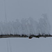 Sastrugi ; jeux de la neige et du vent .