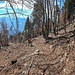Tratto deforestato