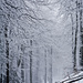 Schön frostverzaubert ist alles, von Norden drückt's das Schneegestöber durch die Bäume.